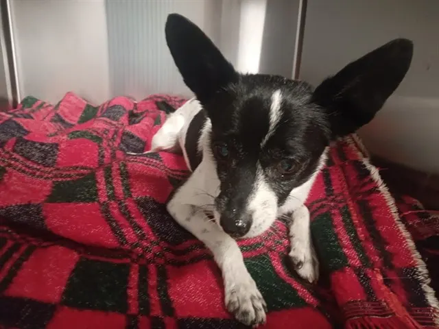 Adoptable Dog