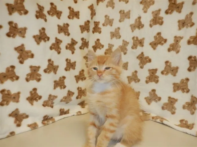 Adoptable Cat