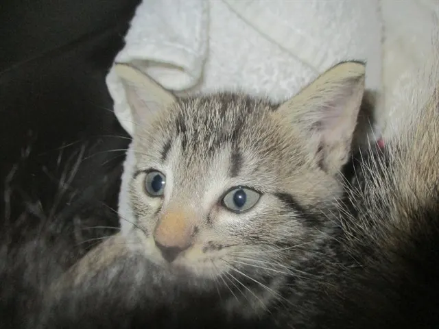 Ingrid