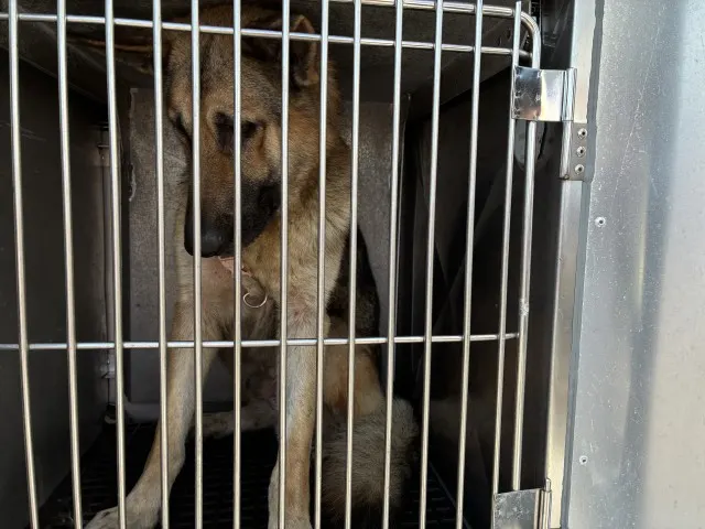 Adoptable Dog