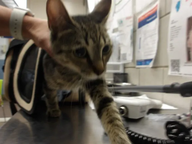 Adoptable Cat