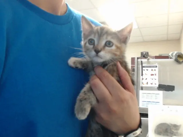 Adoptable Cat