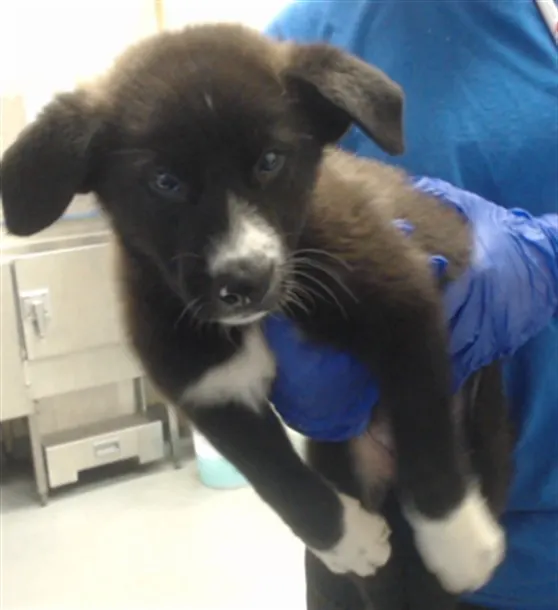 Adoptable Dog