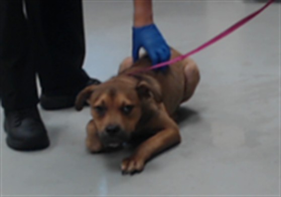 Adoptable Dog