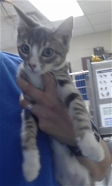 Adoptable Cat