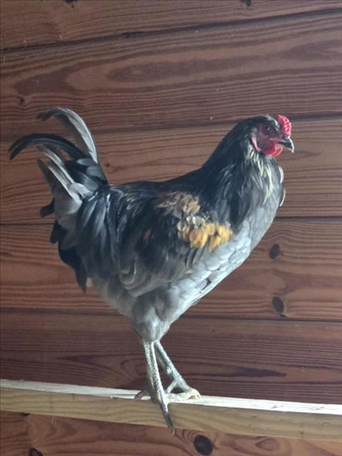 *Leghorn