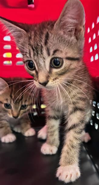 Adoptable Cat