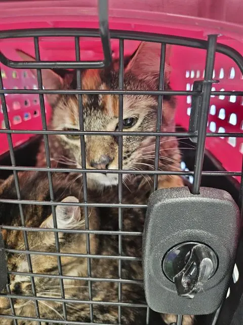 Adoptable Cat
