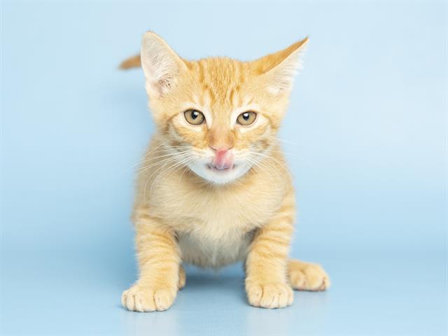 Gingy