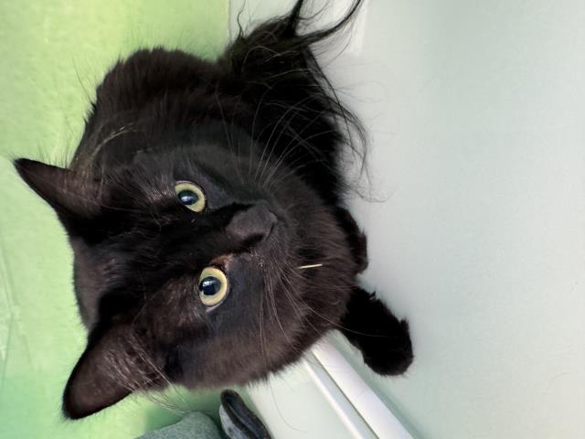 Mavis