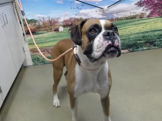 Adoptable Dog