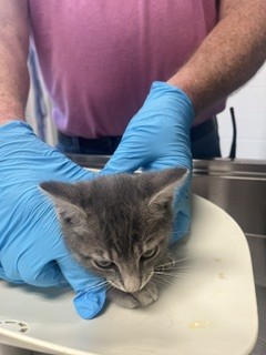Adoptable Cat