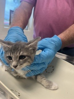 Adoptable Cat