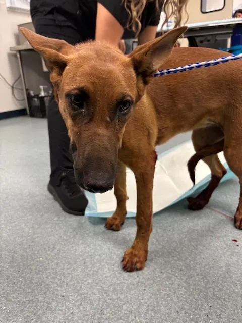 Adoptable Dog