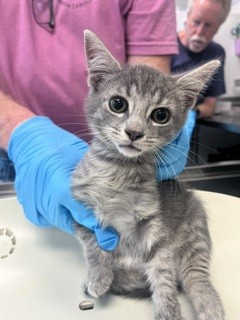Adoptable Cat