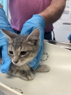 Adoptable Cat