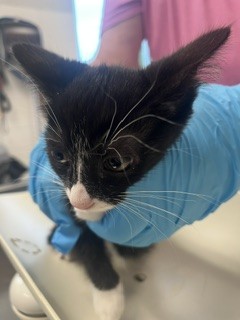 Adoptable Cat