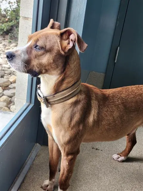 Roscoe