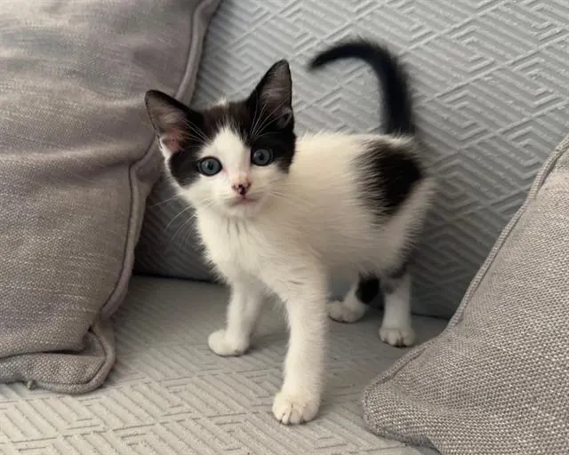 Bandit
