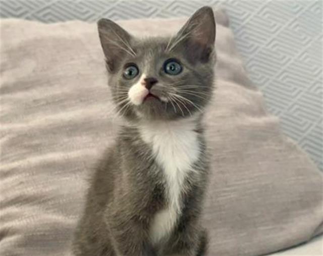 Sox