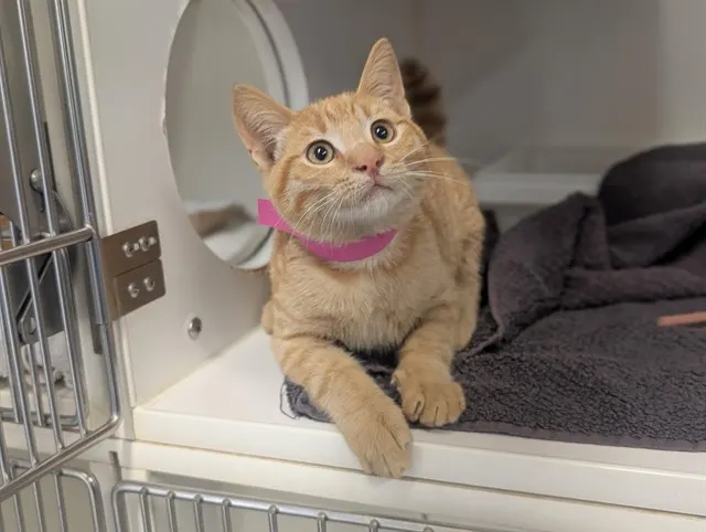 Adoptable Cat