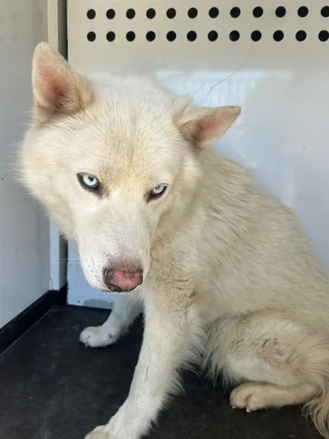 Adoptable Dog