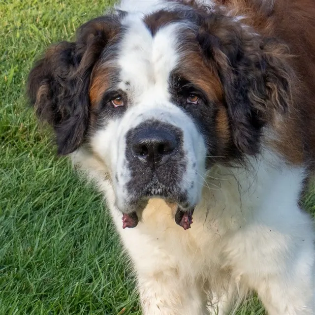 Apollo