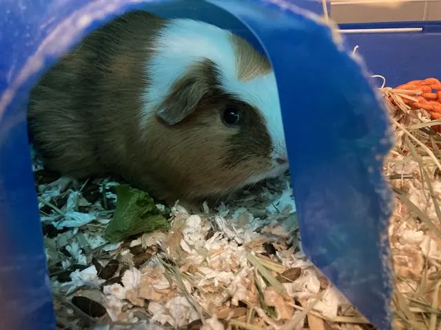 Leo