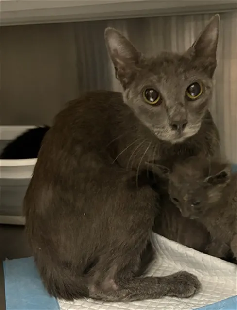 Adoptable Cat