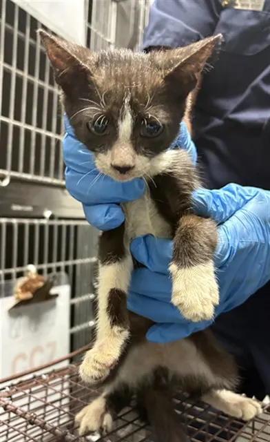 Adoptable Cat