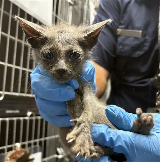 Adoptable Cat