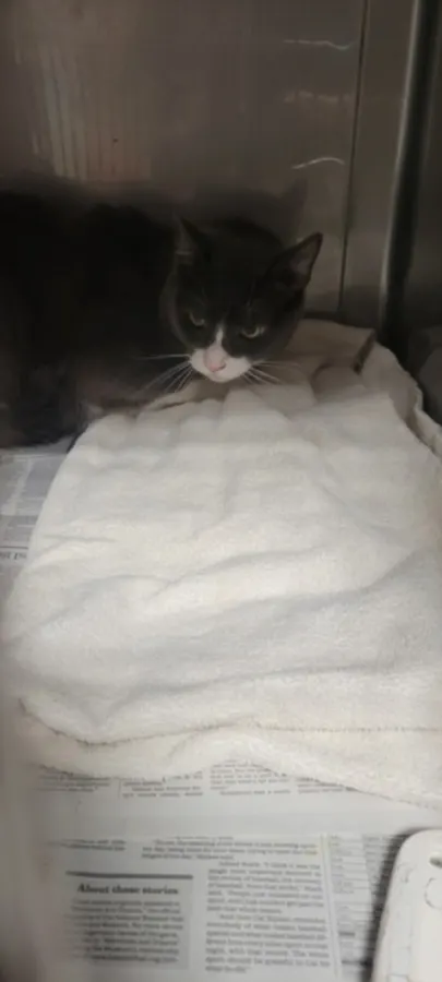 Mochi