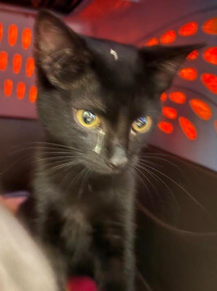 Binx
