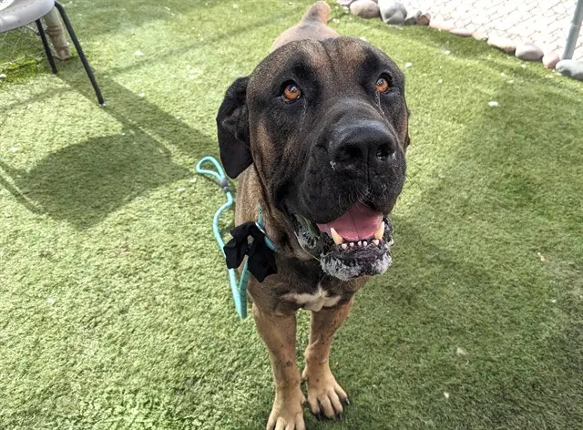 Otis