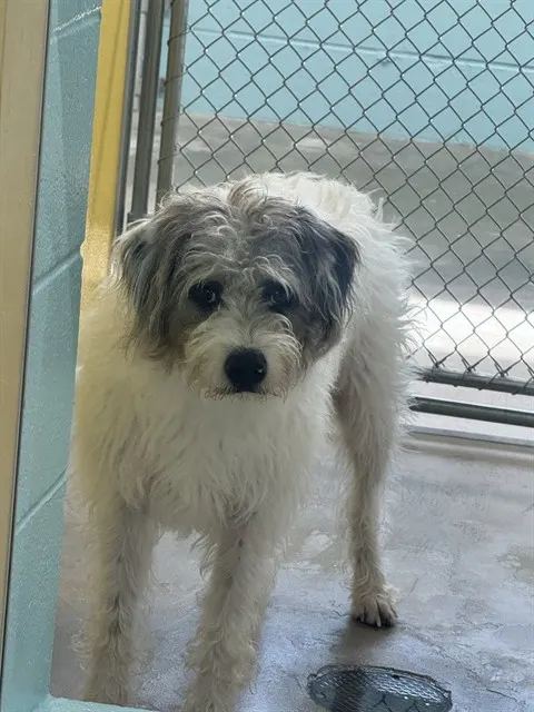 Jax