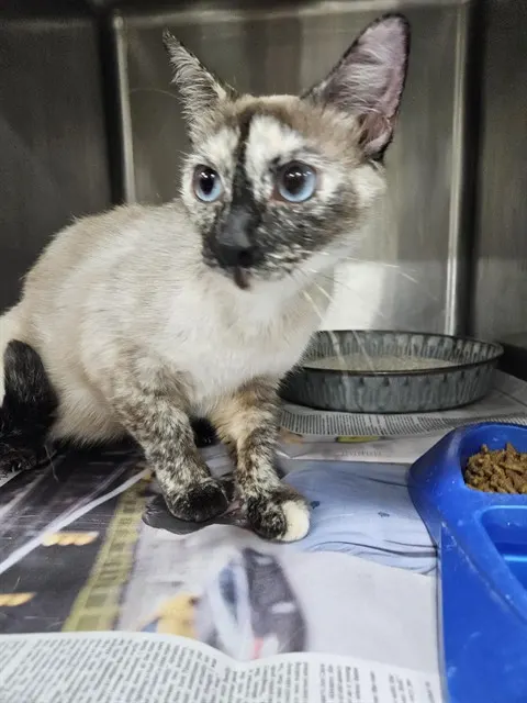 Adoptable Cat