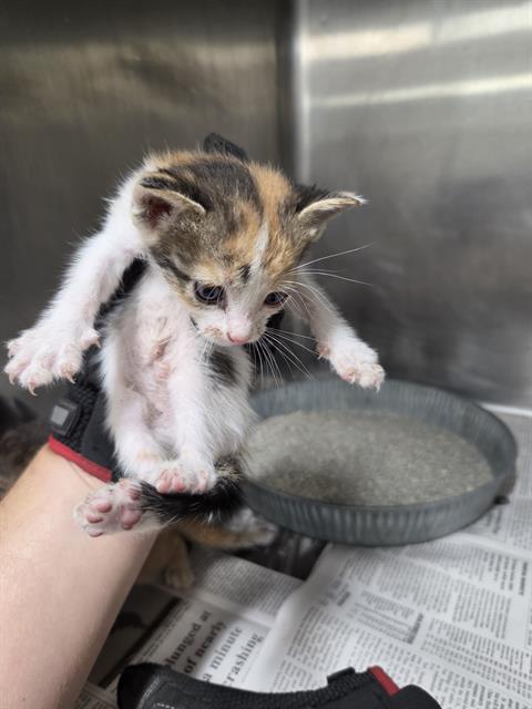 Adoptable Cat