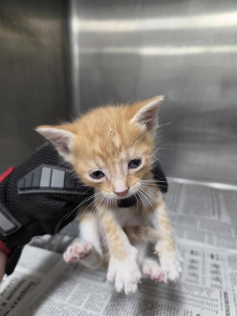 Adoptable Cat