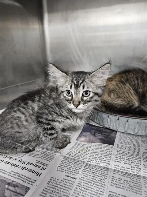 Adoptable Cat