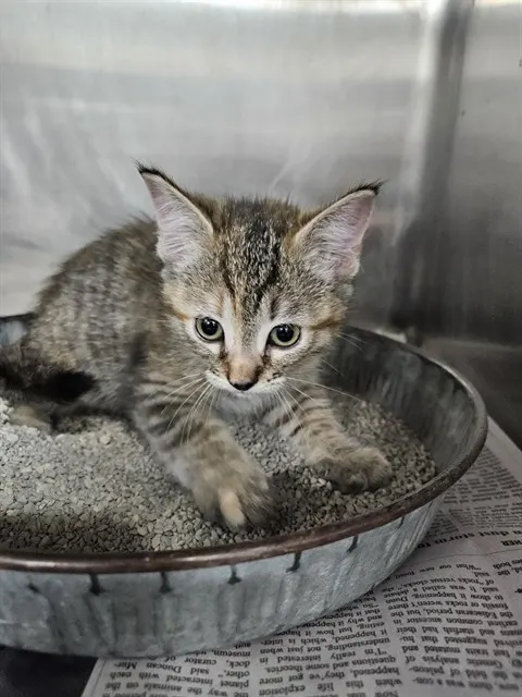 Adoptable Cat