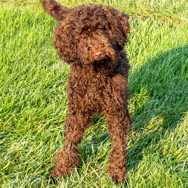 Noodle Mcdoodle