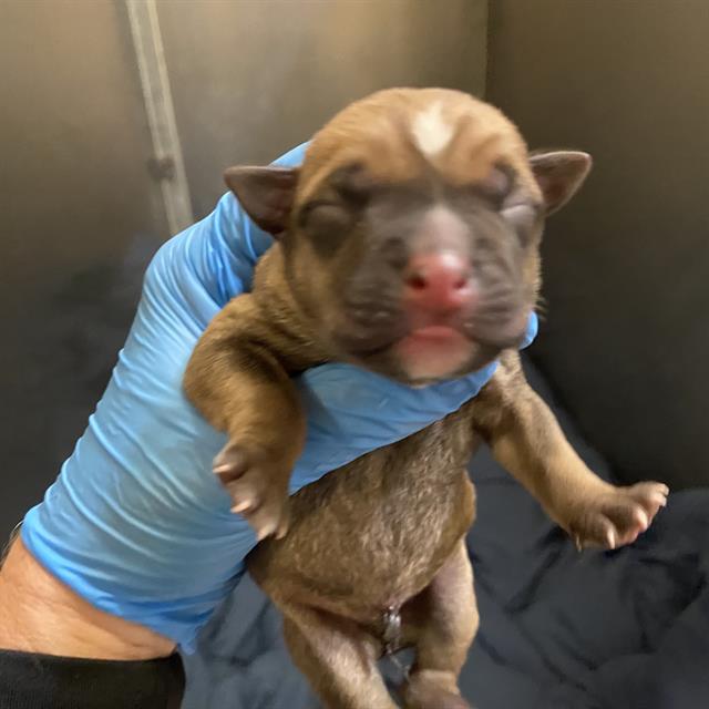 Adoptable Dog