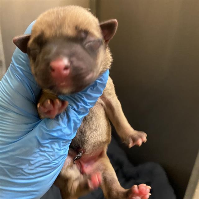 Adoptable Dog