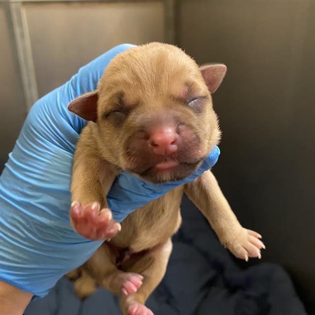 Adoptable Dog