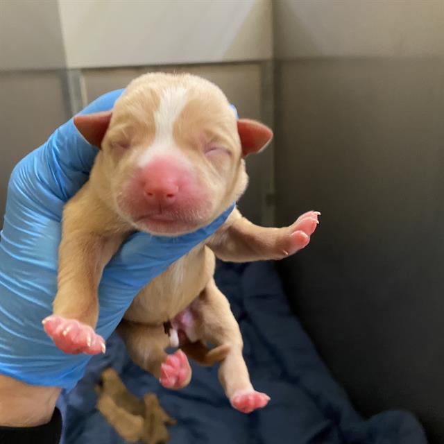 Adoptable Dog