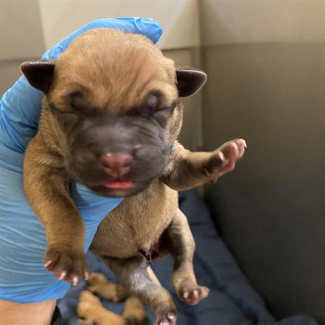 Adoptable Dog