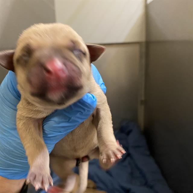 Adoptable Dog