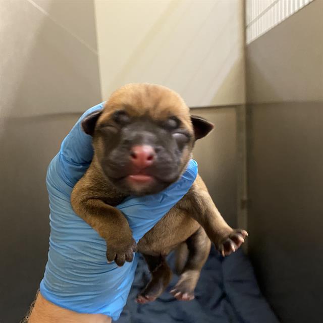 Adoptable Dog