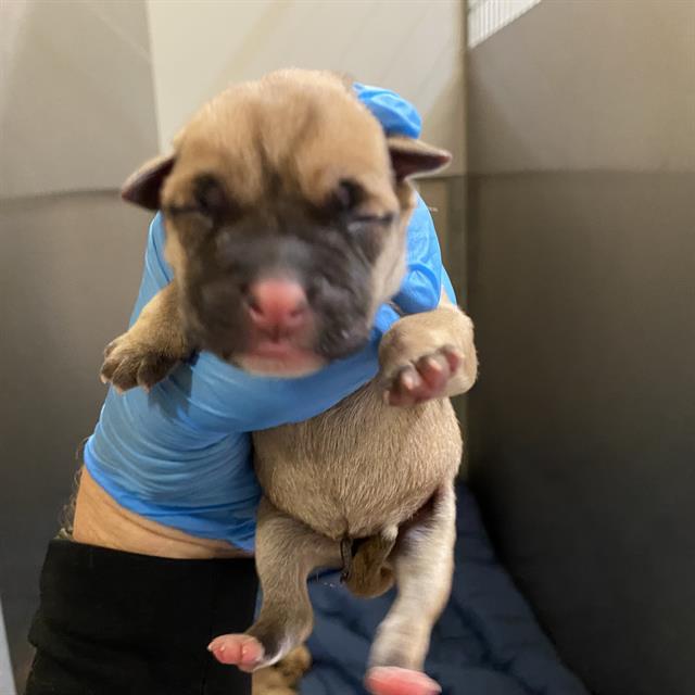 Adoptable Dog