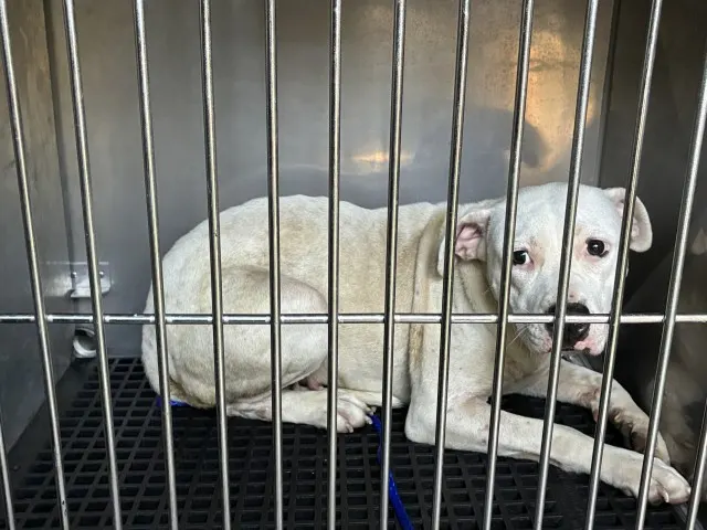 Adoptable Dog